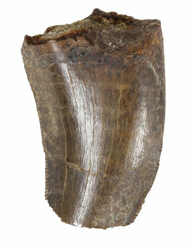 Partial Tyrannosaur Tooth - Montana #52694
